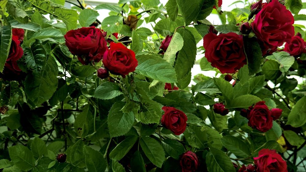 Photograph by Manish Rao