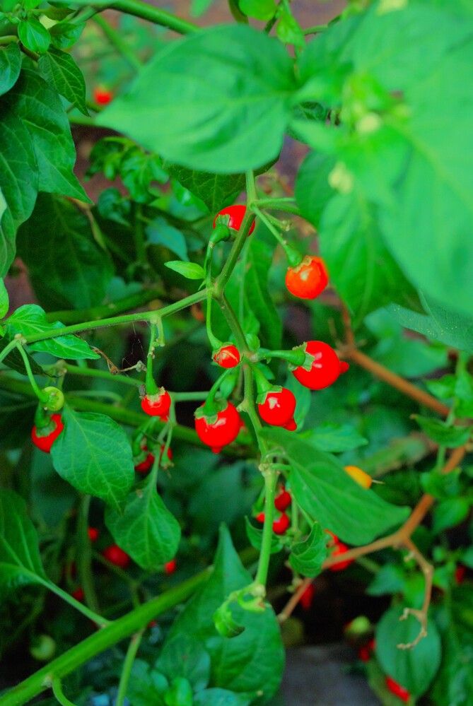 Photograph by Régis Santos