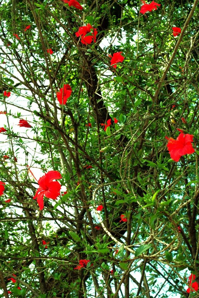 Photograph by Régis Santos