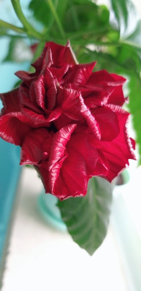 Photograph by Светлана Середина