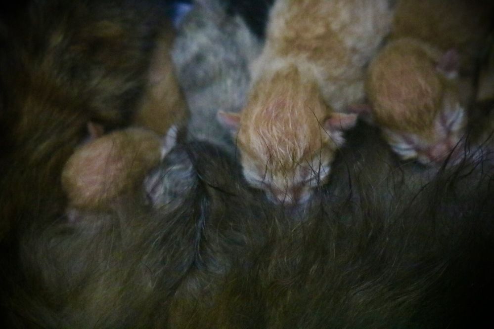 Photograph by Deasy Junita Dhani Hidayana