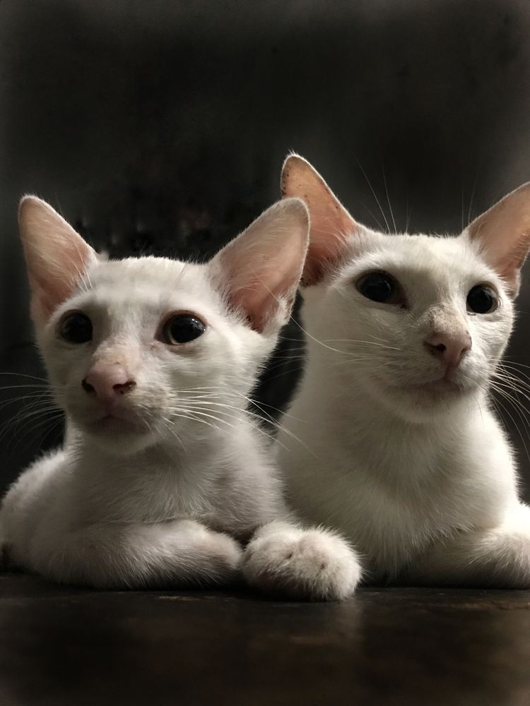 Photograph by Deasy Junita Dhani Hidayana