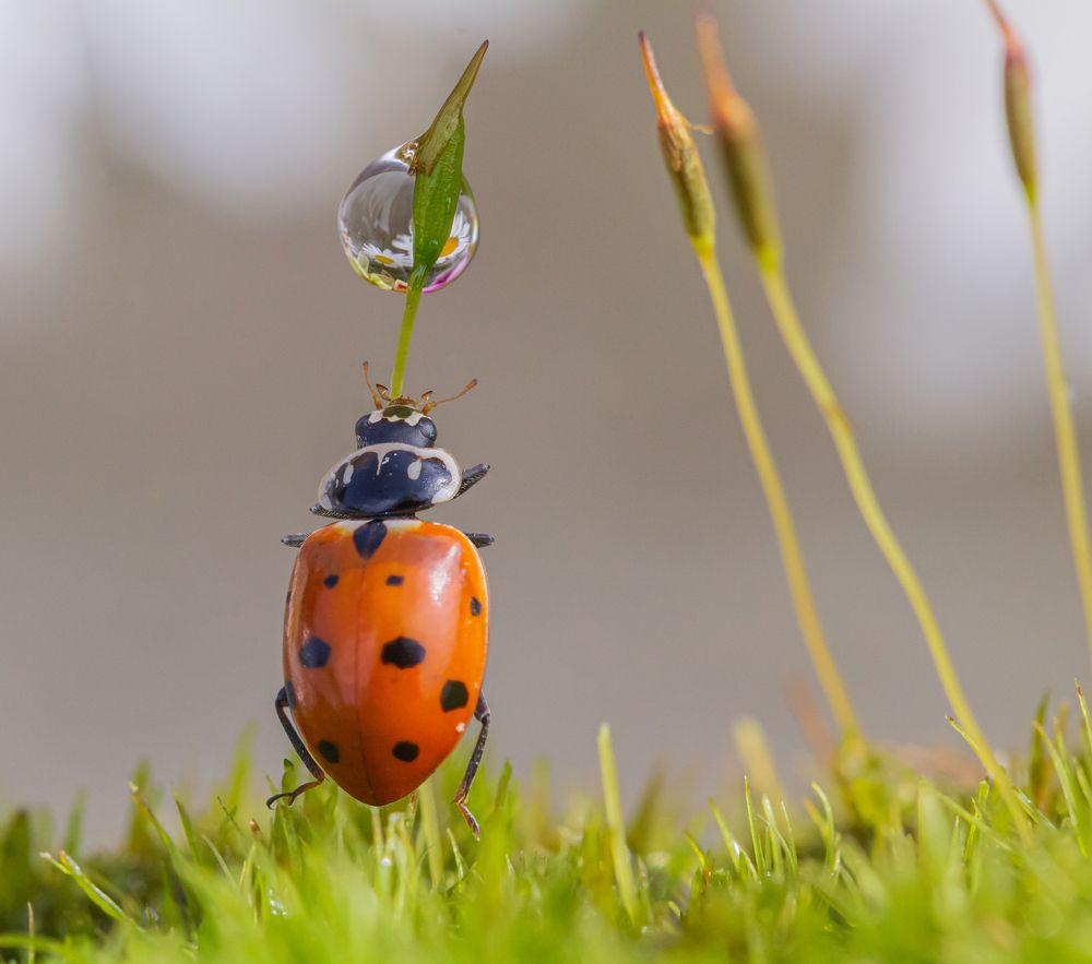 Photograph by Koledova Irina