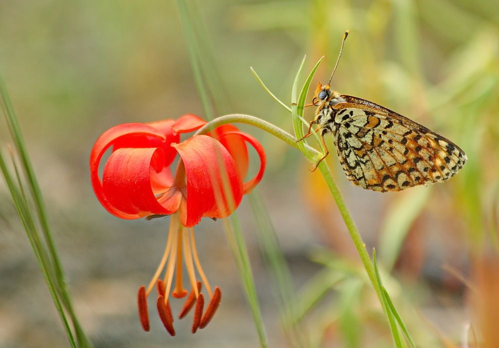 Photograph by Koledova Irina