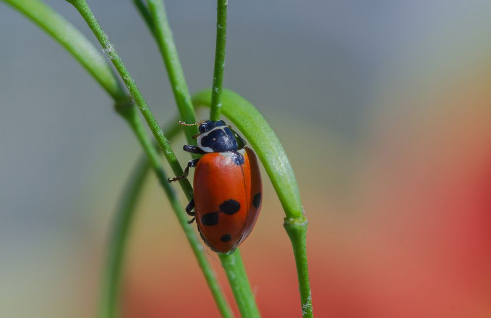 Photograph by Koledova Irina