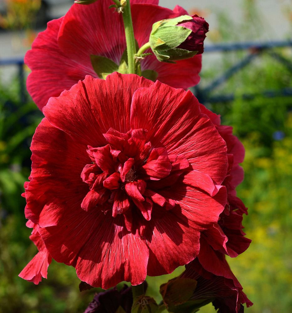 Photograph by Ирина Александрович