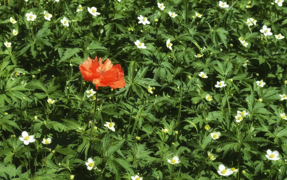 Photograph by Ирина Александрович