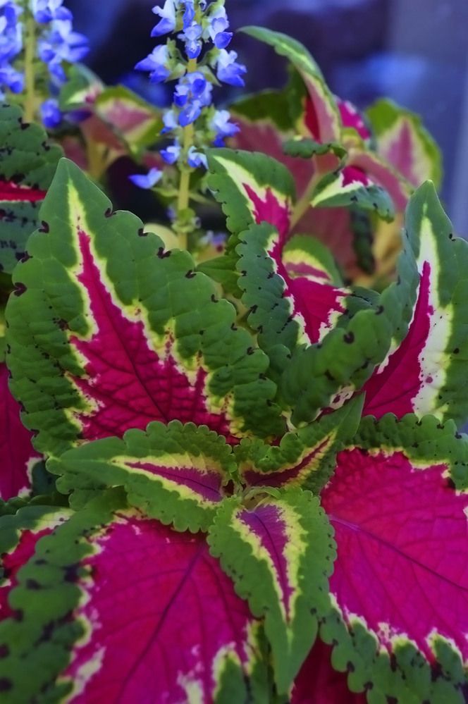 Photograph by Ирина Александрович