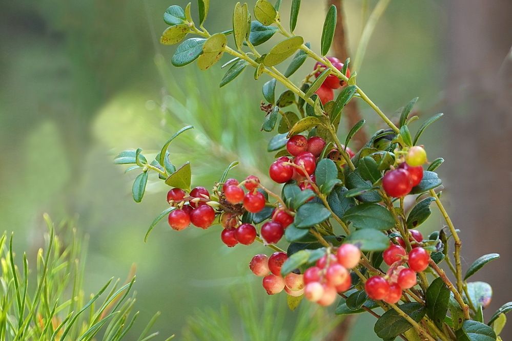 Photograph by Галина Кан