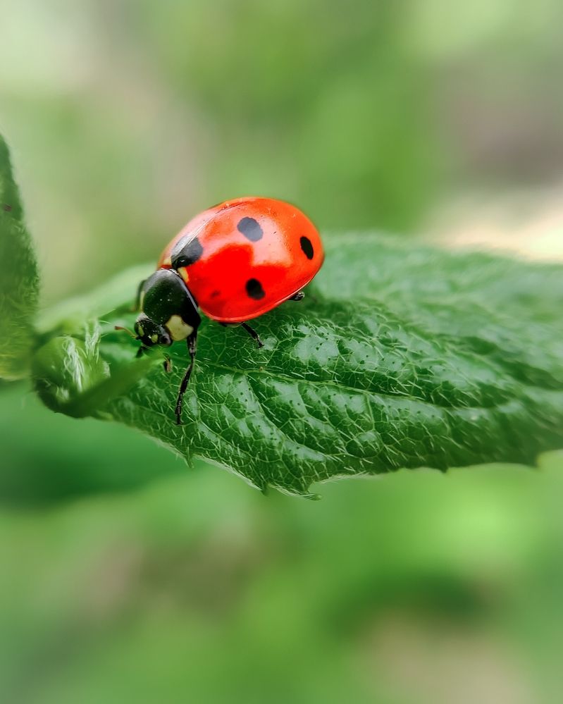 Photograph by Светлана Смирнова