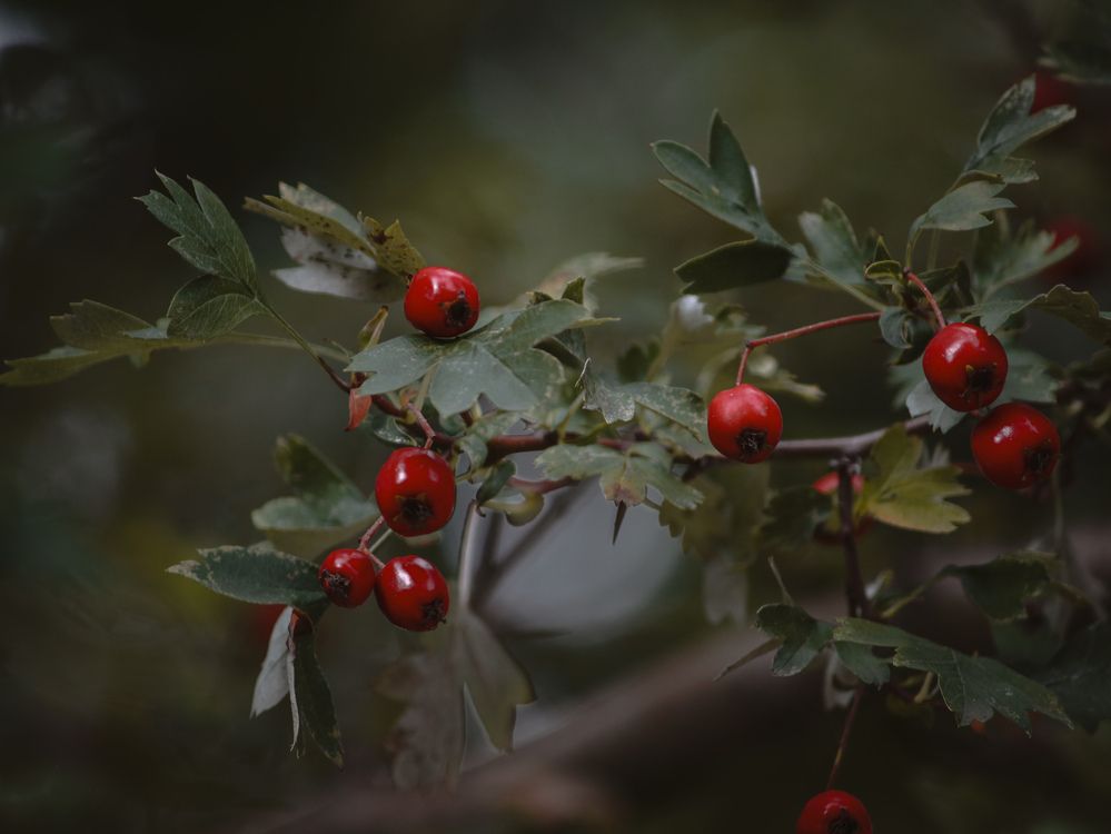 Photograph by Христина Сергейчик