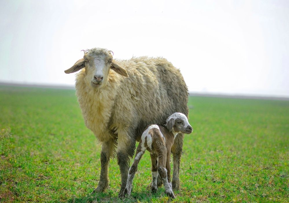 Photograph by Shakhawat Hossain