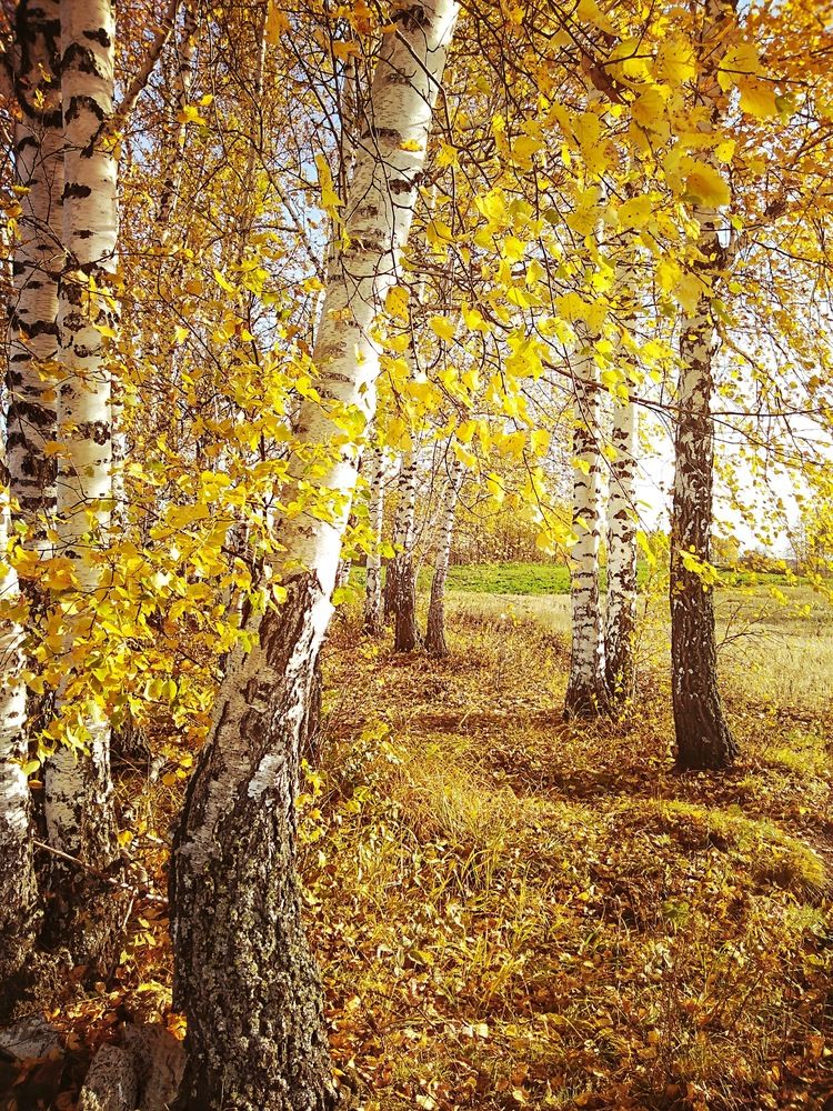 Photograph by Елена Федорова