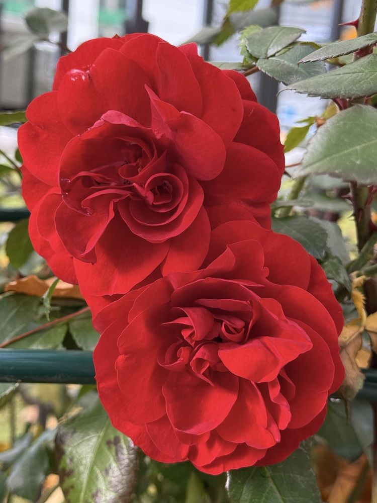 Фотография автора Виктория Ляпина