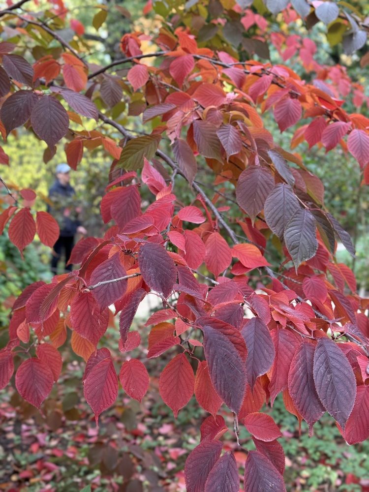 Фотография автора Виктория Ляпина