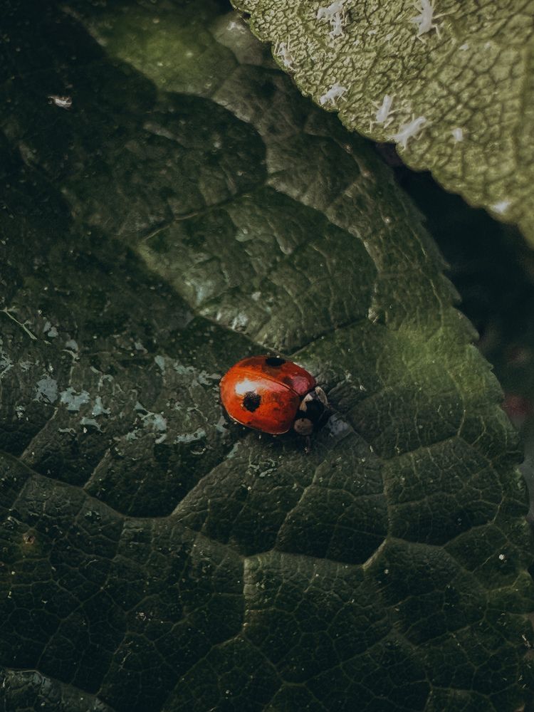 Photograph by Ксения Гулькова