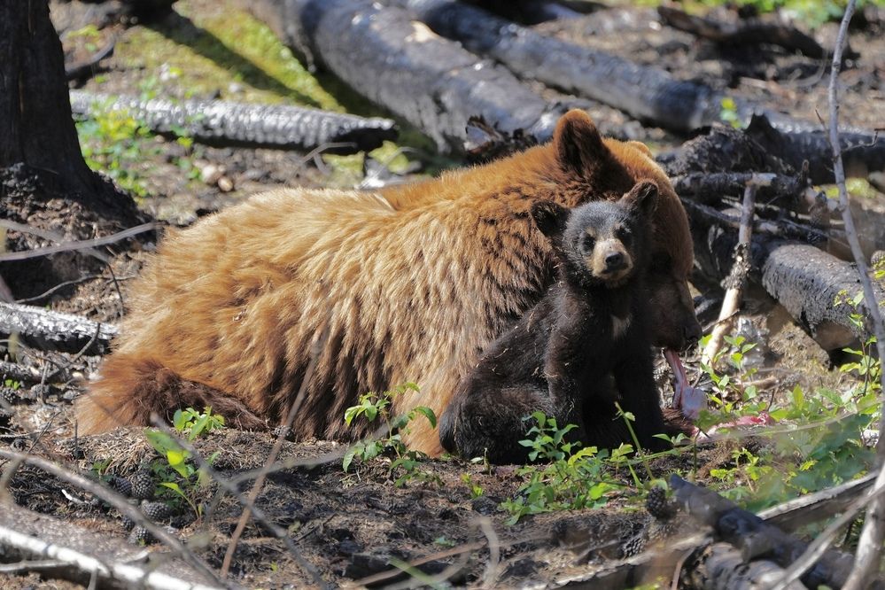 Photograph by Микова Юлия