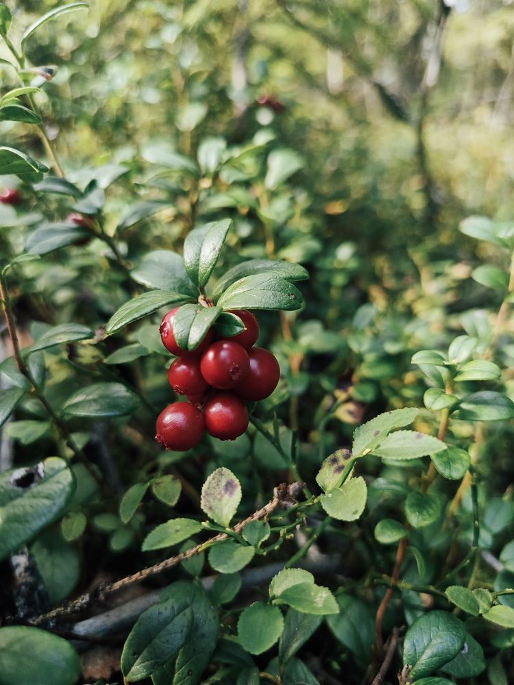 Photograph by Ольга Рубцова