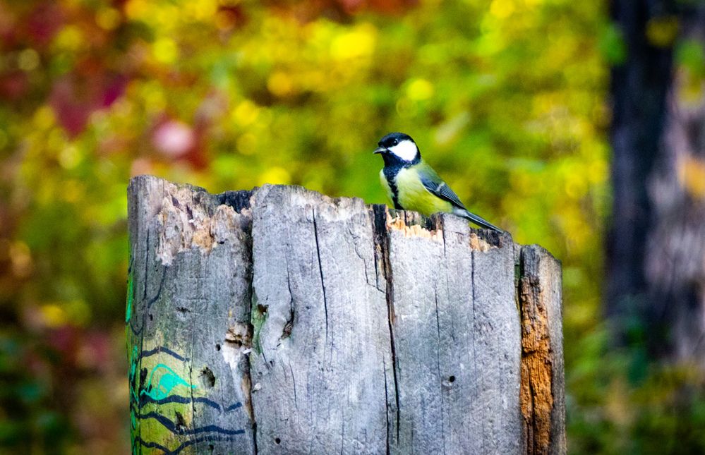 Photograph by Владимир Сушкин