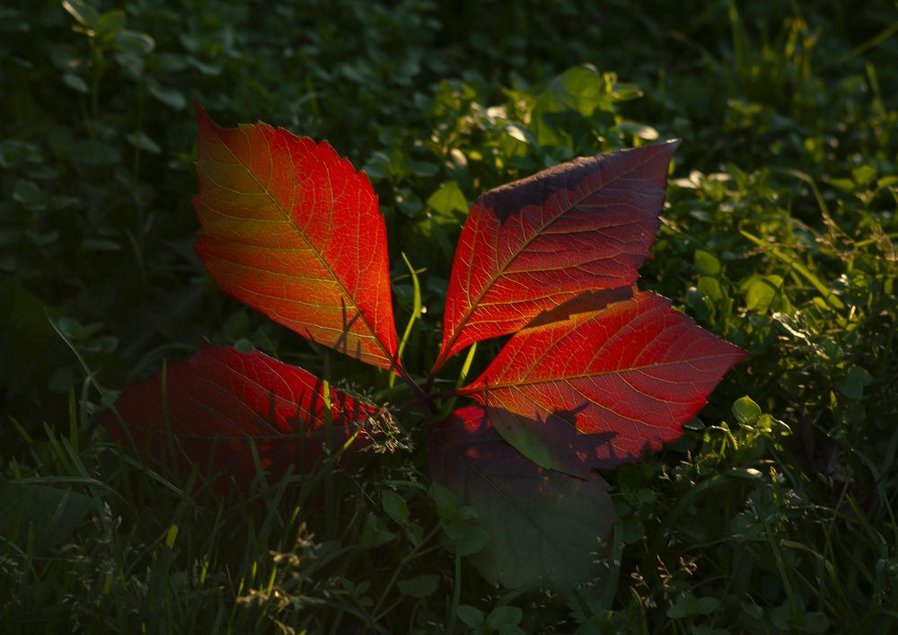 Photograph by Фёдор Никитин
