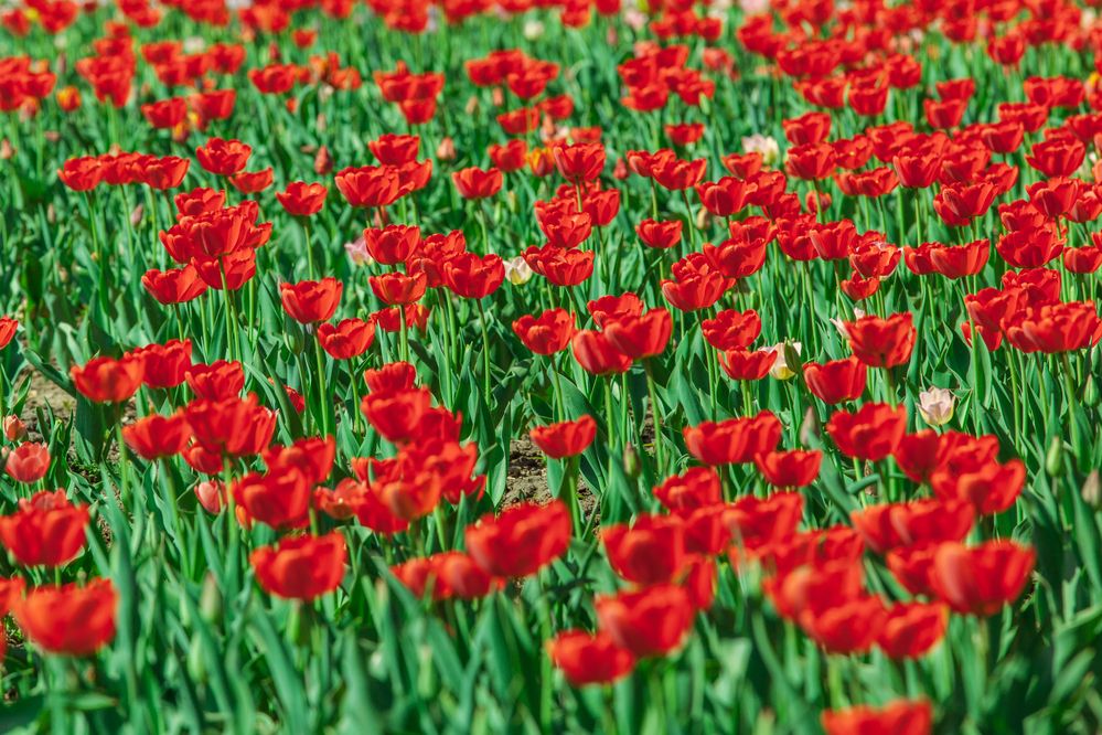 Photograph by G Shish