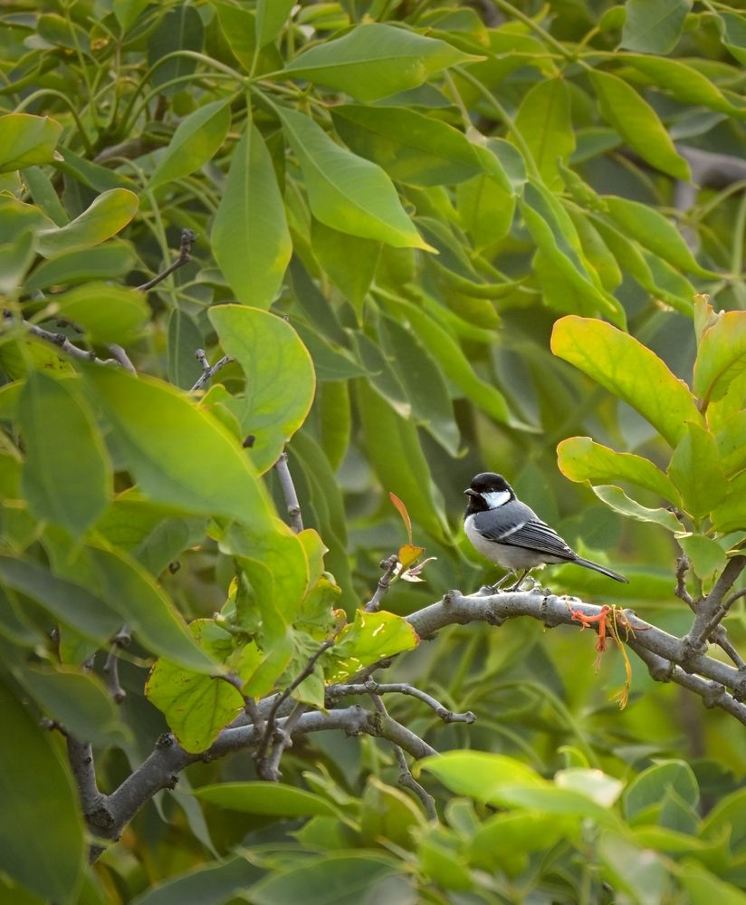 Photograph by Archisman Narayan Lahiri
