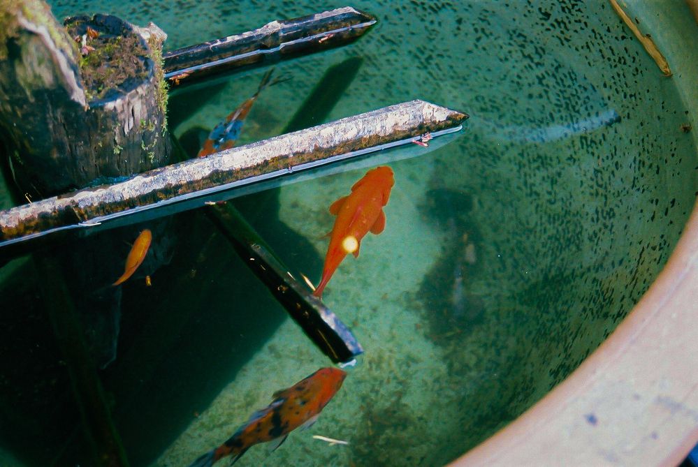 Photograph by Suto Aya