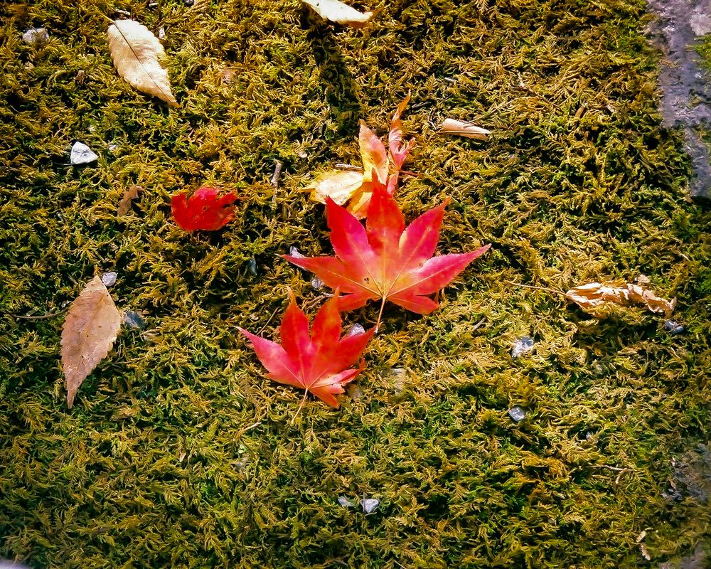 Photograph by Suto Aya