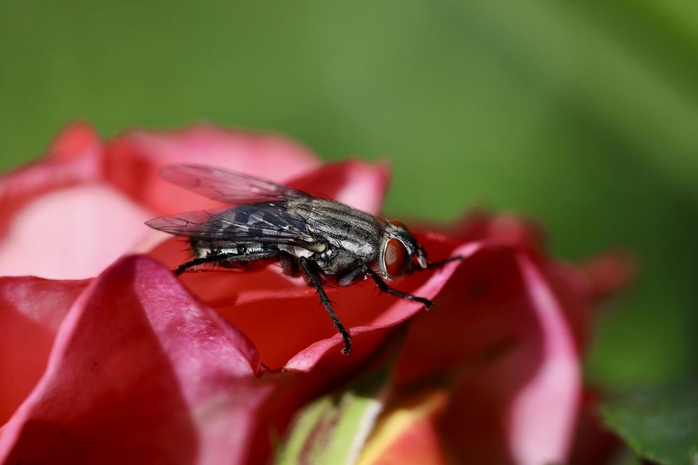 Фотография автора Татьяна Салиева