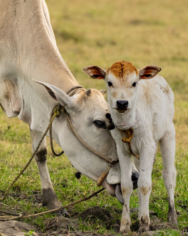 Photograph by SUHAS MANDAL