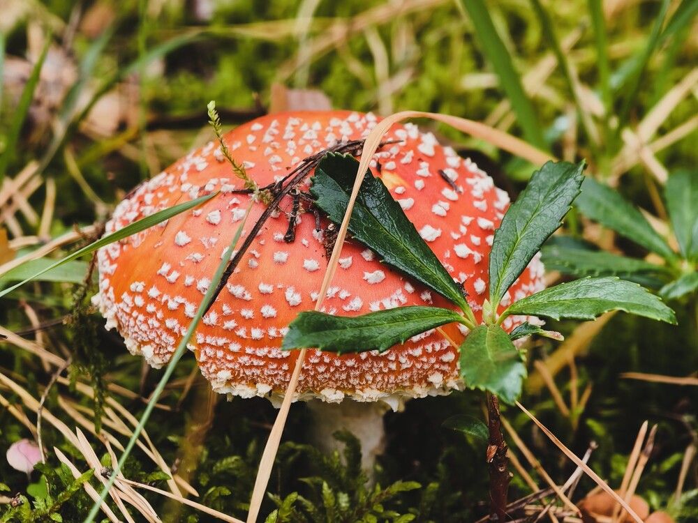 Photograph by Галина Бессуднова