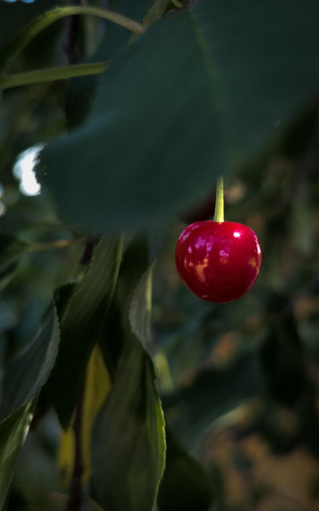 Фотография автора Геннадий Ломеко