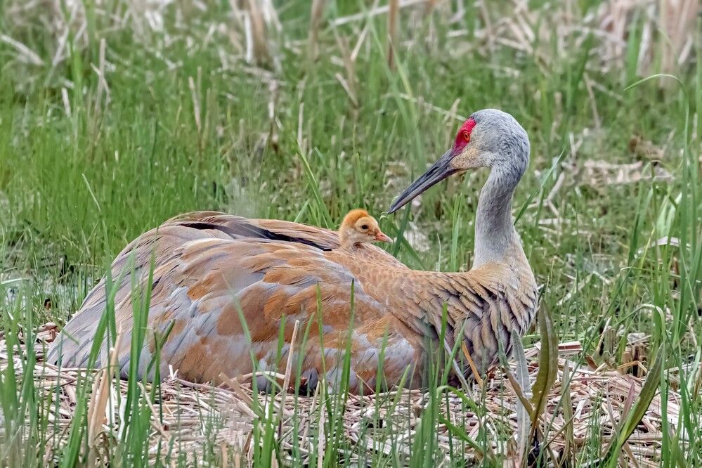 Фотография автора Suresh S S