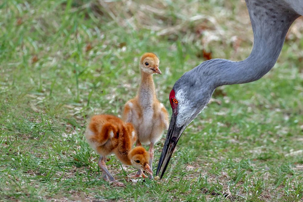 Photograph by Suresh S S