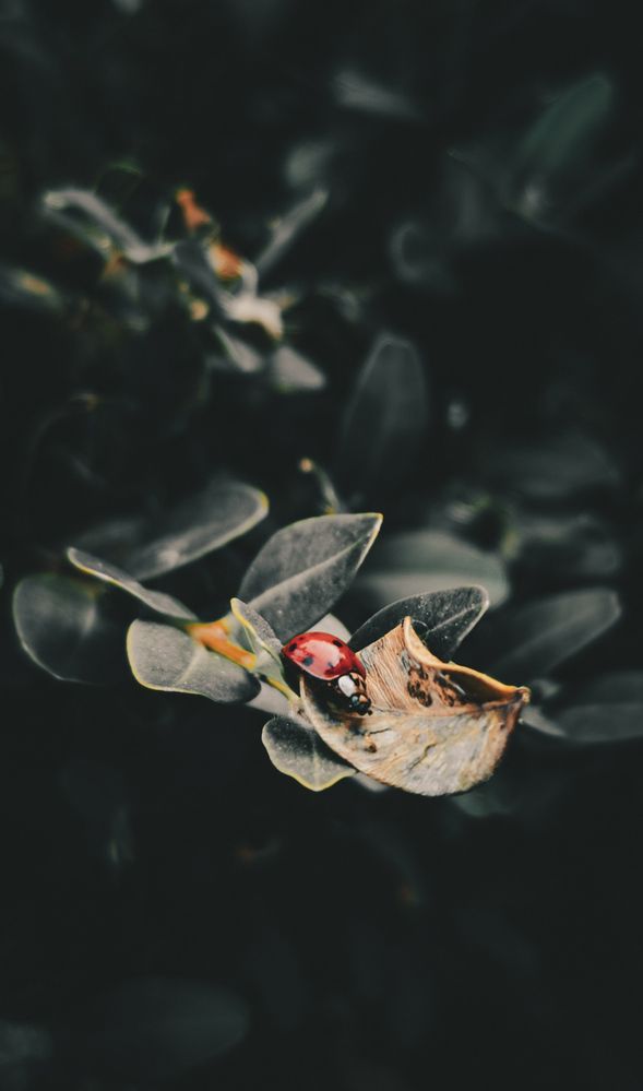 Фотография автора Геннадий Ломеко