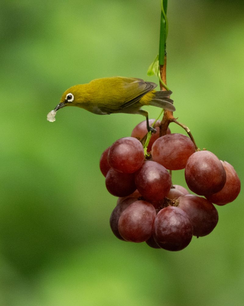 Photograph by SUHAS MANDAL