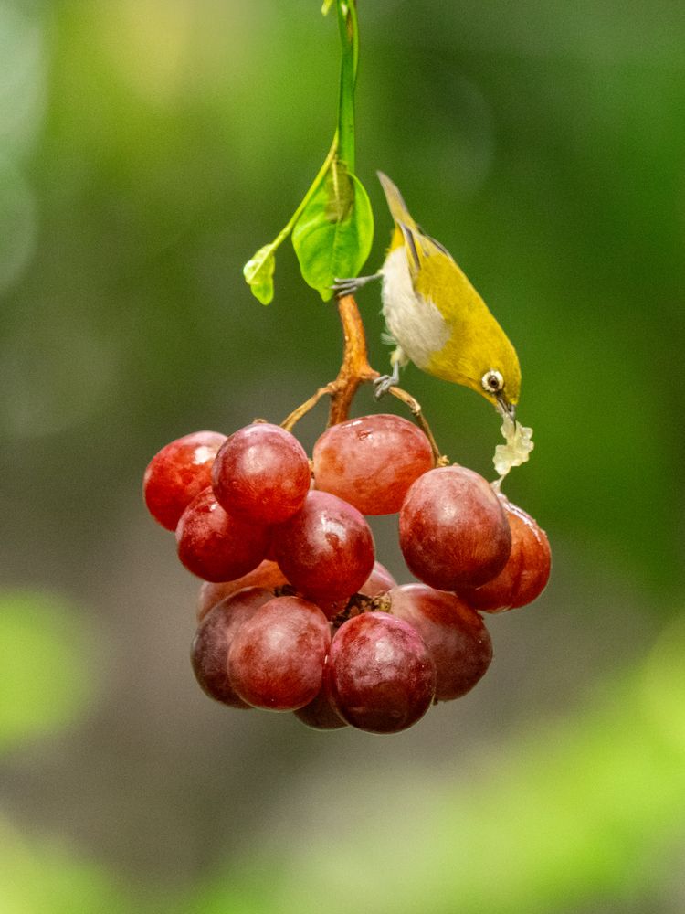 Photograph by SUHAS MANDAL