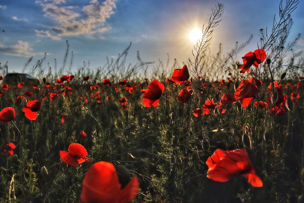 Photograph by Алексей Поляков