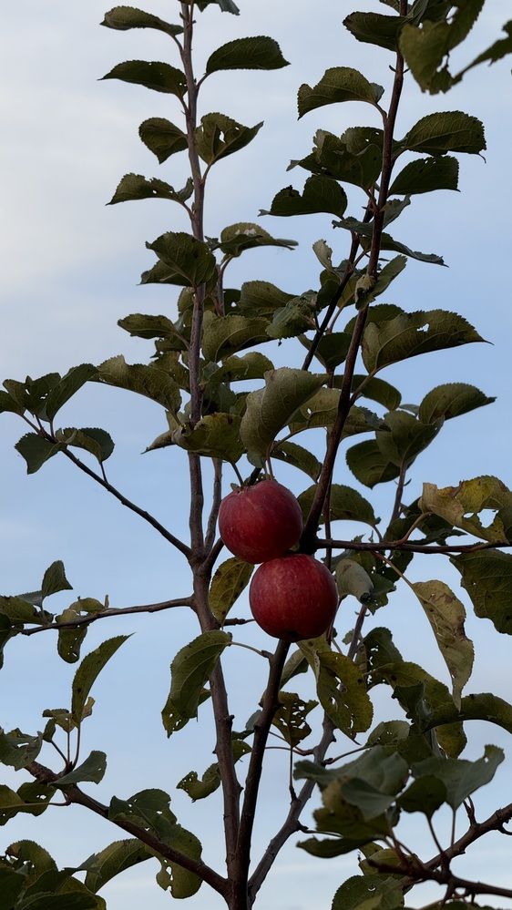 Photograph by Елена Гущина