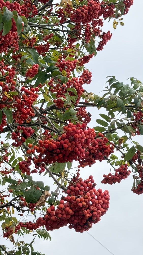 Photograph by Елена Гущина