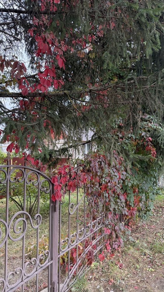 Photograph by Елена Гущина