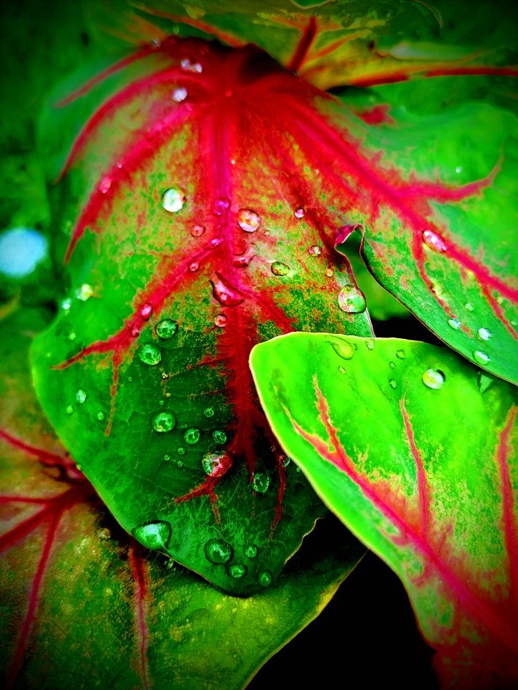 Photograph by Rahul Raman