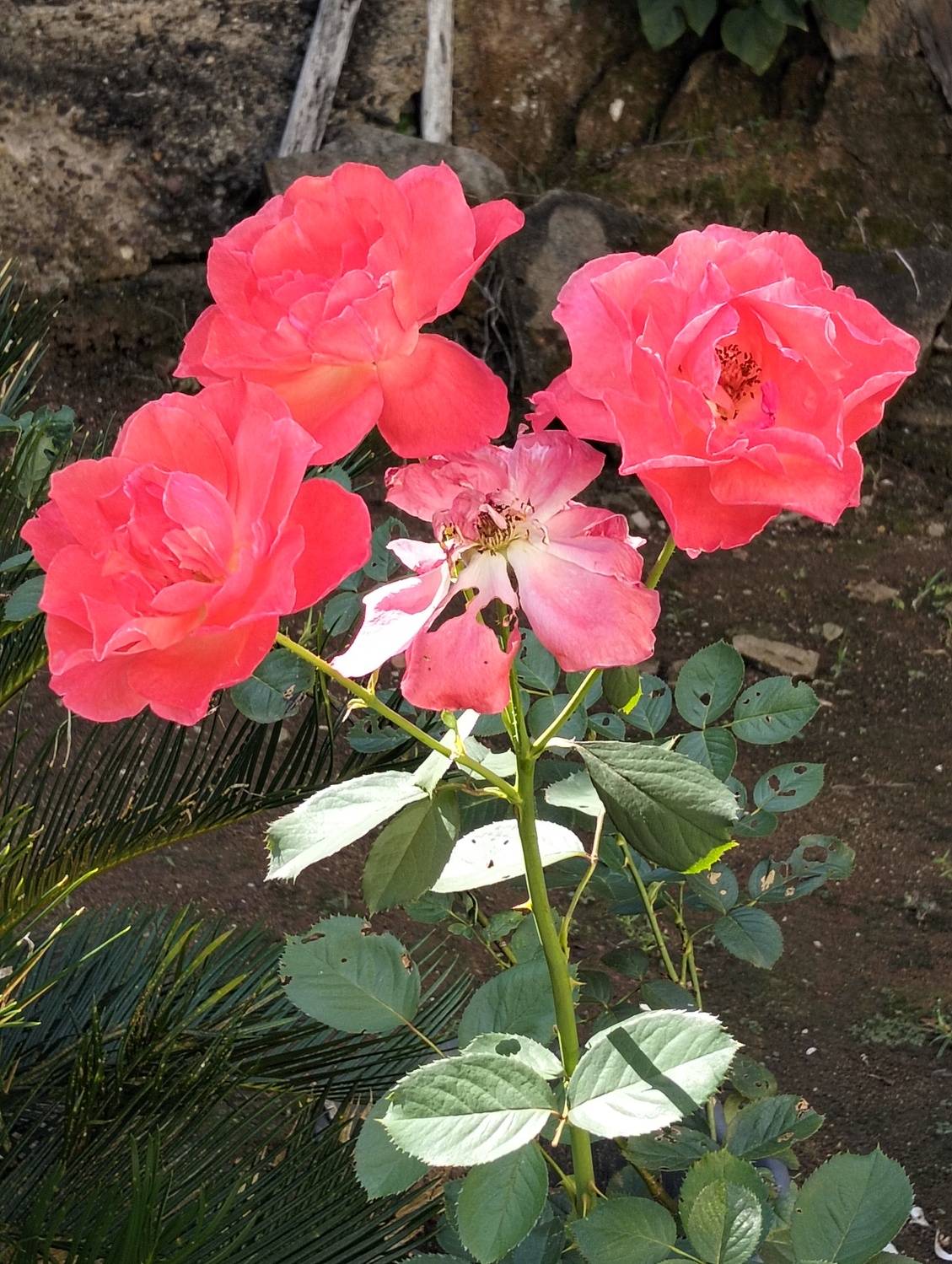 Lights and Roses