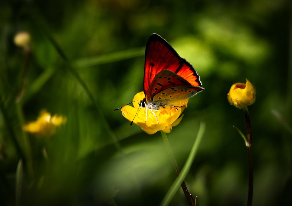 Photograph by Фёдор Никитин
