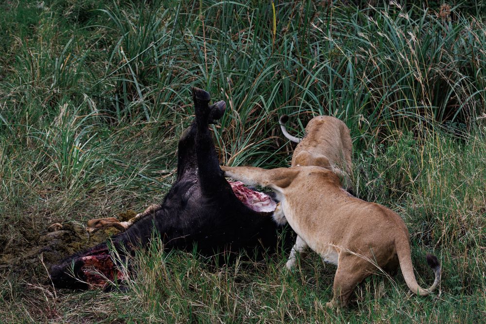 Photograph by Кирилл Мазазолин