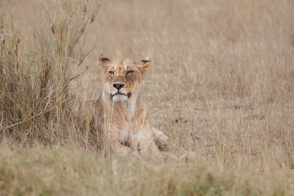 Photograph by Кирилл Мазазолин