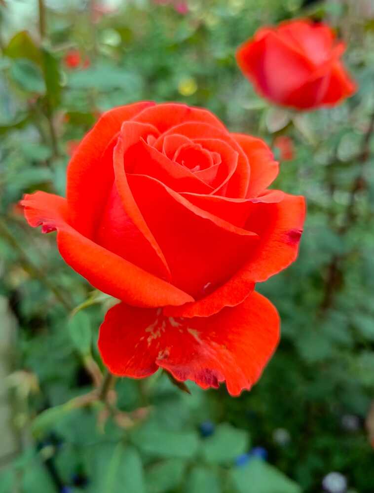 Фотография автора Софья Копейкина