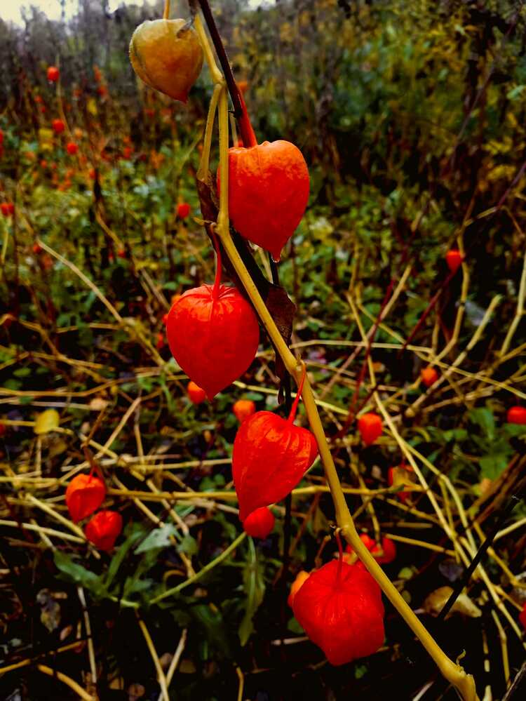 Фотография автора Софья Копейкина