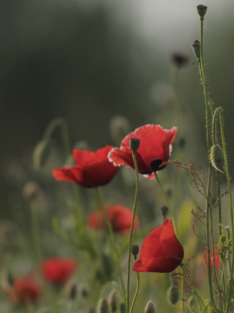 Photograph by Александра Шилова