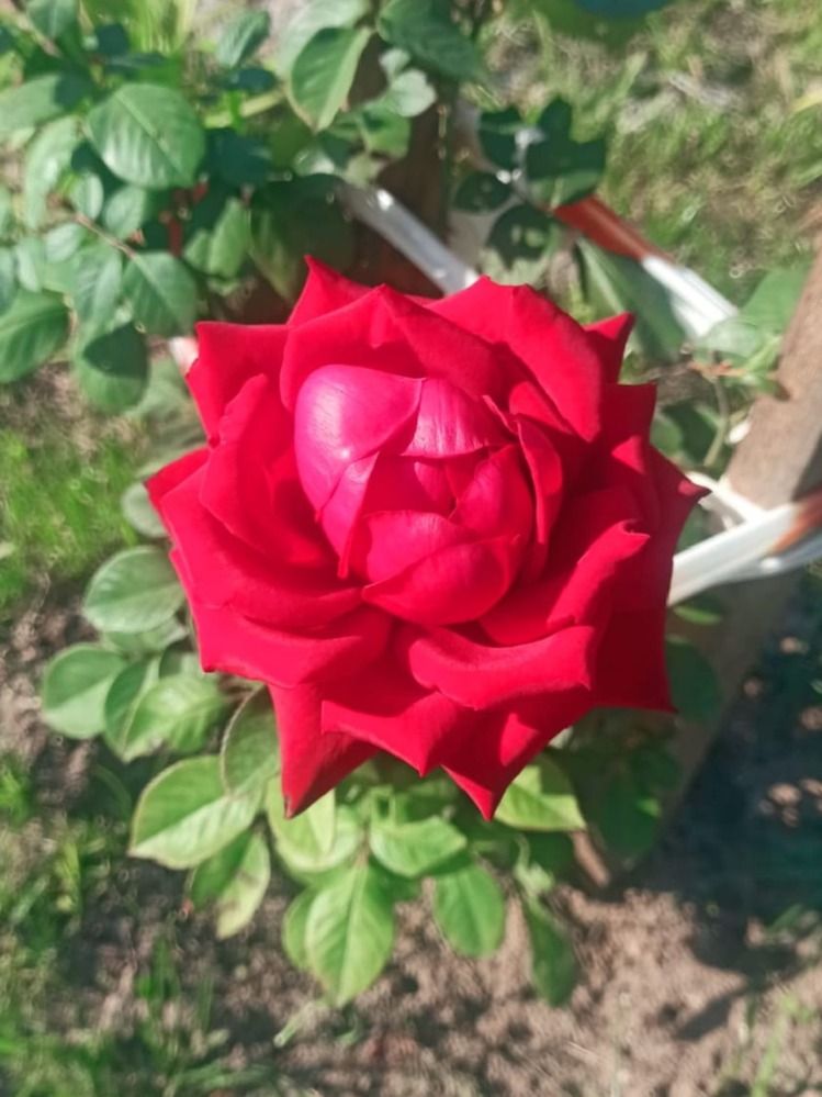 Фотография автора Софья Копейкина